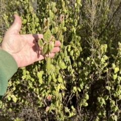 Correa reflexa var. reflexa at Tuggeranong, ACT - 21 Jul 2023