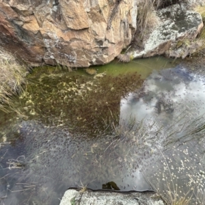 Myriophyllum variifolium at Tuggeranong, ACT - 21 Jul 2023