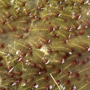 Myriophyllum variifolium at Tuggeranong, ACT - 21 Jul 2023