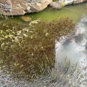 Myriophyllum variifolium at Tuggeranong, ACT - 21 Jul 2023