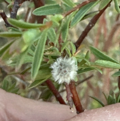 Pimelea linifolia subsp. linifolia (Queen of the Bush, Slender Rice-flower) at Yarralumla, ACT - 25 Jul 2023 by lbradley