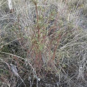 Pimelea linifolia subsp. linifolia at Yarralumla, ACT - 25 Jul 2023