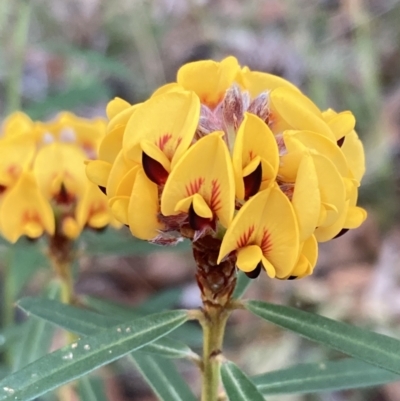 Pultenaea daphnoides (Large-leaf Bush-pea) at Vincentia, NSW - 23 Jul 2023 by AnneG1