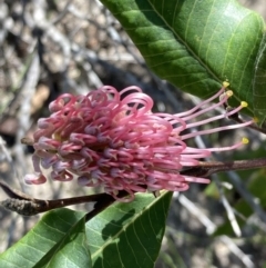 Grevillea macleayana (Jervis Bay Grevillea) at Vincentia, NSW - 22 Jul 2023 by AnneG1