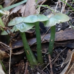 Hygrocybe sp. at Paddys River, ACT - 18 May 2022