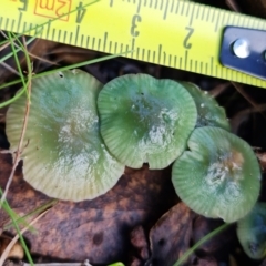 Hygrocybe sp. at Paddys River, ACT - 18 May 2022 12:47 PM