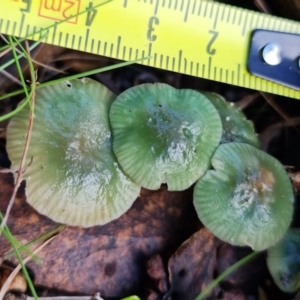 Hygrocybe sp. at Paddys River, ACT - 18 May 2022