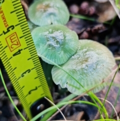 Hygrocybe sp. at Paddys River, ACT - 18 May 2022 12:47 PM