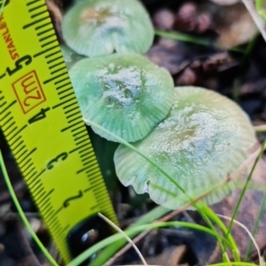 Hygrocybe sp. at Paddys River, ACT - 18 May 2022 12:47 PM