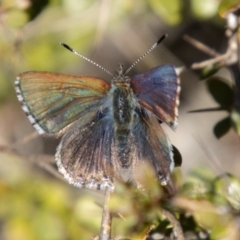 Paralucia crosbyi (Violet Copper Butterfly) by SWishart