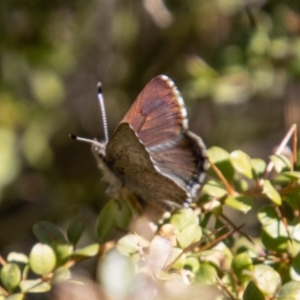 Paralucia crosbyi at Rendezvous Creek, ACT - 25 Jul 2023