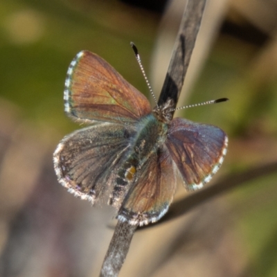 Paralucia spinifera (Bathurst or Purple Copper Butterfly) at suppressed - 25 Jul 2023 by SWishart