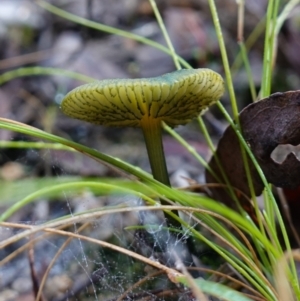 zz agaric (stem; gills not white/cream) at Tidbinbilla Nature Reserve - 26 Apr 2023 10:01 AM