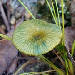 zz agaric (stem; gills not white/cream) at Tidbinbilla Nature Reserve - 26 Apr 2023 10:01 AM