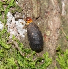 Cryptocephalinae (sub-family) (A case-bearing leaf beetle) at Paddys River, ACT - 26 Apr 2023 by RobG1