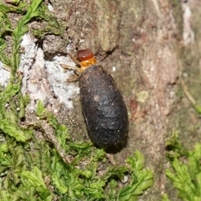 Cryptocephalinae (sub-family) (A case-bearing leaf beetle) at Paddys River, ACT - 26 Apr 2023 by RobG1