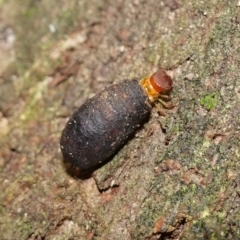 Cryptocephalinae (sub-family) at Paddys River, ACT - 26 Apr 2023 10:21 AM