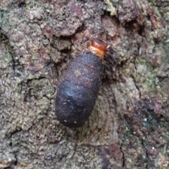 Cryptocephalinae (sub-family) at Paddys River, ACT - 26 Apr 2023 10:21 AM