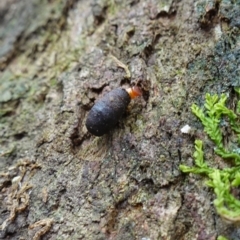 Cryptocephalinae (sub-family) at Paddys River, ACT - 26 Apr 2023