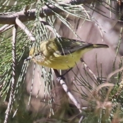 Acanthiza nana (Yellow Thornbill) at Point Hut Pond - 25 Jul 2023 by RodDeb