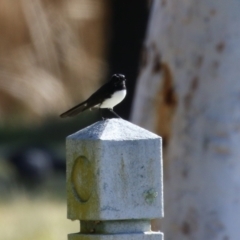 Rhipidura leucophrys at Gordon, ACT - 25 Jul 2023 12:53 PM