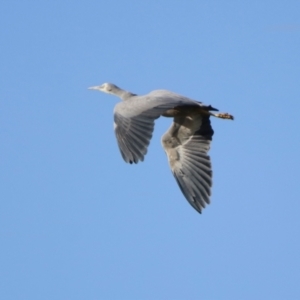 Egretta novaehollandiae at Gordon, ACT - 25 Jul 2023 02:01 PM