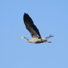 Egretta novaehollandiae at Gordon, ACT - 25 Jul 2023 02:01 PM