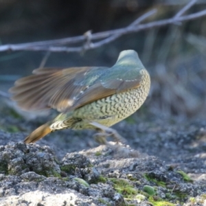 Ptilonorhynchus violaceus at Gordon, ACT - 25 Jul 2023