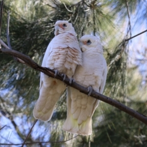 Cacatua sanguinea at Gordon, ACT - 25 Jul 2023 01:59 PM