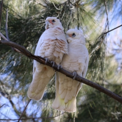 Cacatua sanguinea (Little Corella) at Gordon, ACT - 25 Jul 2023 by RodDeb