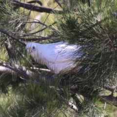 Cacatua sanguinea at Gordon, ACT - 25 Jul 2023 01:59 PM