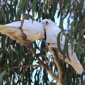 Cacatua sanguinea at Gordon, ACT - 25 Jul 2023