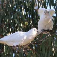 Cacatua sanguinea at Gordon, ACT - 25 Jul 2023 01:59 PM