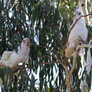 Cacatua sanguinea at Gordon, ACT - 25 Jul 2023 01:59 PM