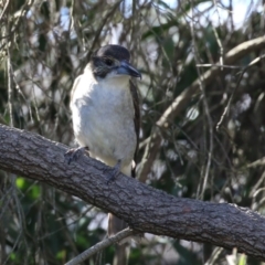 Cracticus torquatus (Grey Butcherbird) at Point Hut Pond - 25 Jul 2023 by RodDeb