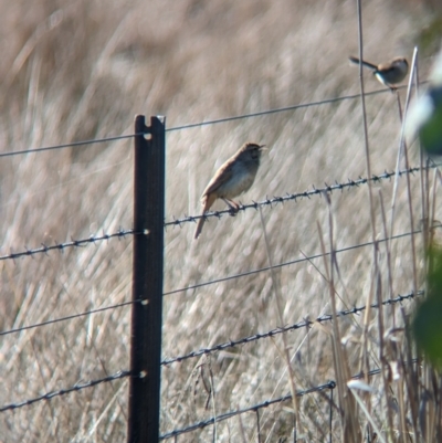 Cincloramphus mathewsi (Rufous Songlark) at Burrumbuttock, NSW - 25 Jul 2023 by Darcy