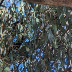 Melithreptus lunatus (White-naped Honeyeater) at Burrumbuttock, NSW - 25 Jul 2023 by Darcy