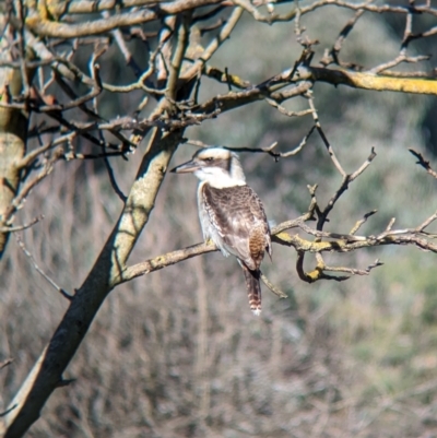 Dacelo novaeguineae (Laughing Kookaburra) at Splitters Creek, NSW - 25 Jul 2023 by Darcy