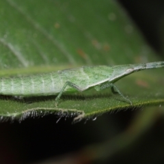 Atractomorpha sp. at Ormiston, QLD - 15 Jul 2023 12:05 PM