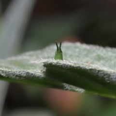 Atractomorpha sp. at Ormiston, QLD - 15 Jul 2023 12:05 PM