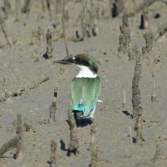 Todiramphus sordidus (Torresian Kingfisher) at Cleveland, QLD - 11 Jul 2023 by TimL