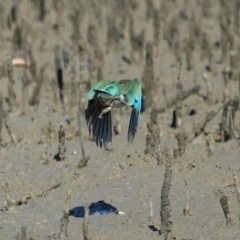 Todiramphus sordidus at Cleveland, QLD - 11 Jul 2023 10:38 AM