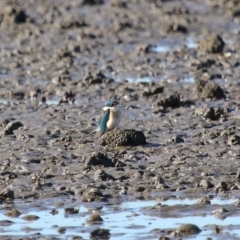 Todiramphus sanctus (Sacred Kingfisher) at Cleveland, QLD - 10 Jul 2023 by TimL