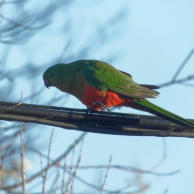 Alisterus scapularis (Australian King-Parrot) at Downer, ACT - 24 Jul 2023 by RobertD