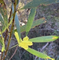 Acacia longifolia subsp. longifolia (Sydney Golden Wattle) at Huskisson, NSW - 21 Jul 2023 by AnneG1