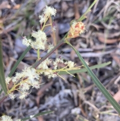 Acacia suaveolens (Sweet Wattle) at Huskisson, NSW - 21 Jul 2023 by AnneG1