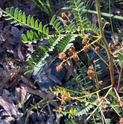 Acacia terminalis (Sunshine Wattle) at Huskisson, NSW - 21 Jul 2023 by AnneG1