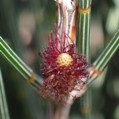 Allocasuarina distyla (Shrubby Sheoak) at Jervis Bay, JBT - 25 Jul 2023 by AnneG1