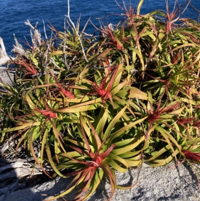 Dracophyllum oceanicum at Jervis Bay, JBT - 25 Jul 2023 by AnneG1