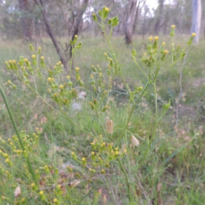 Senecio hispidulus (Hill Fireweed) at Bowning, NSW - 11 Dec 2022 by michaelb